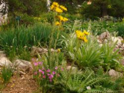 2013-08-18_Regina-F-Rau_Schachen_Blumen  (147).JPG